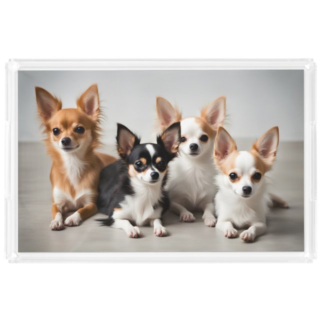 Chihuahuas Acrylic Tray (Front)