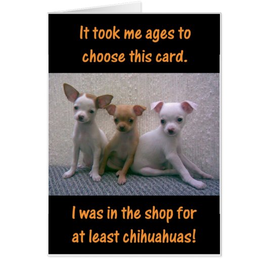 Chihuahuas Cards (Front)