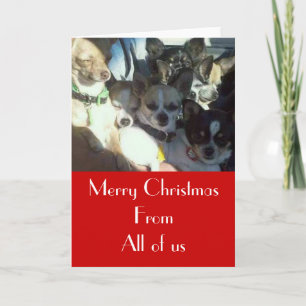 Chihuahuas Christmas Card
