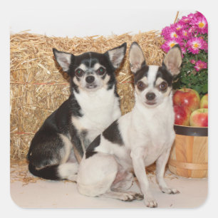 Chihuahua's in the fall square sticker