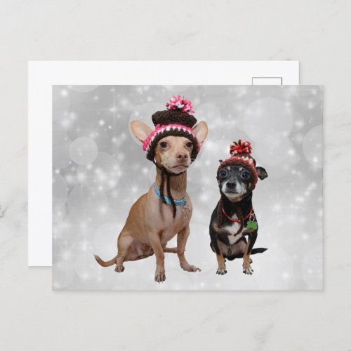 Chihuahuas in Winter Hats Postcard