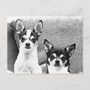 Chihuahua's Postcard