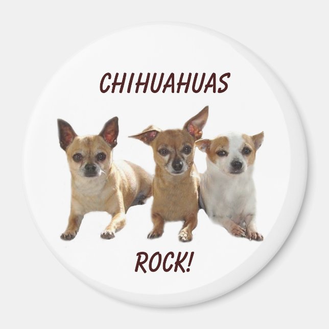 Chihuahuas Rock Magnet (Front)