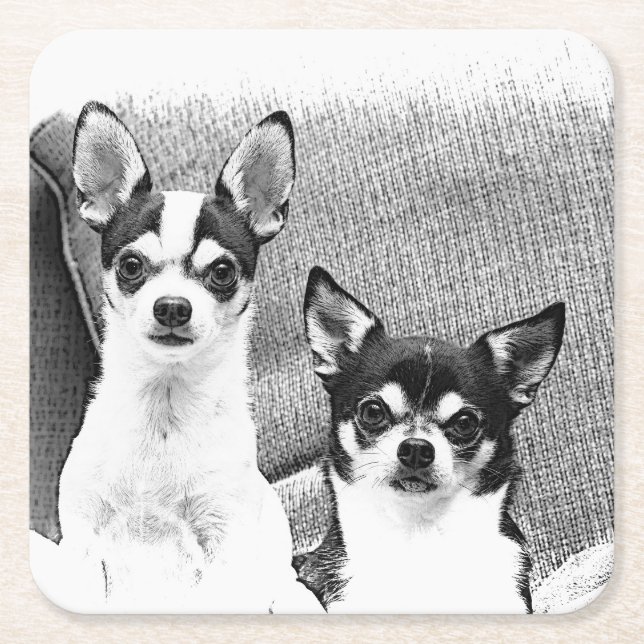 Chihuahua's Square Paper Coaster (Front)