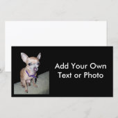 Chihuhahua Looking At You (Front/Back)