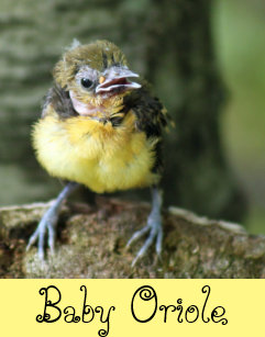 oriole baby gifts on