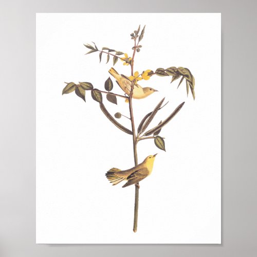 Childrens Warbler Bird Vintage Audubon Poster