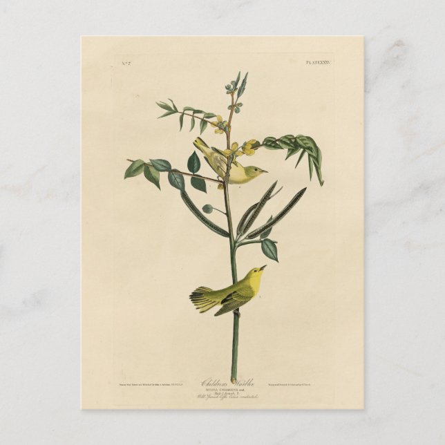 Children's Warbler from Audubon's Birds of America Postcard (Front)