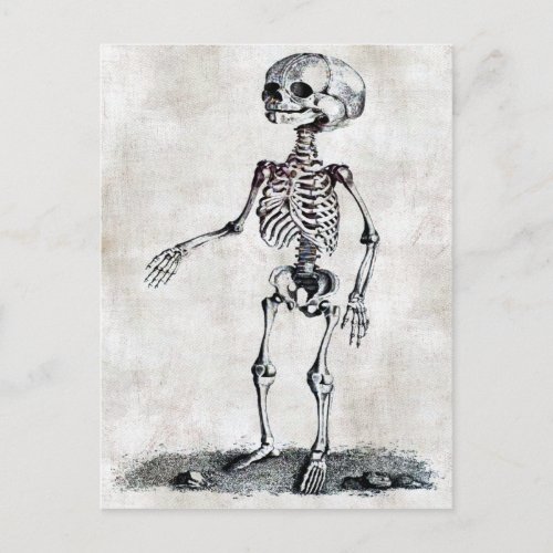 Childs Skeleton Postcard