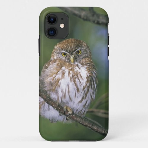 Chile Aysen Juvenile Autral Pygmy Owl iPhone 11 Case