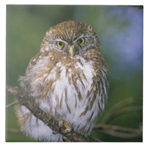 Chile, Aysen. Juvenile Autral Pygmy Owl Ceramic Tile