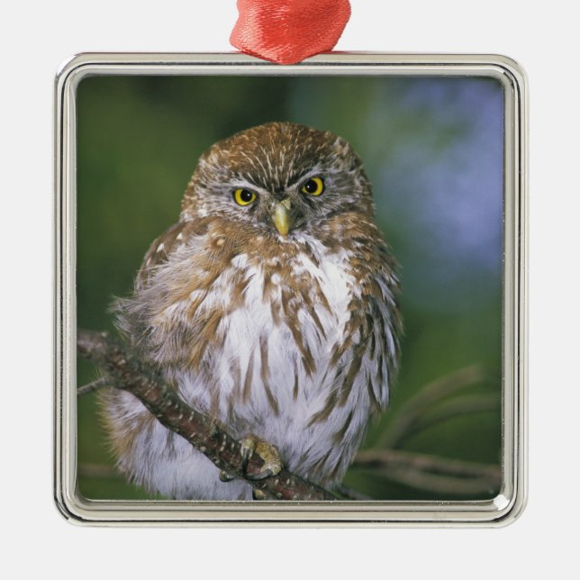 Chile, Aysen. Juvenile Autral Pygmy Owl Metal Ornament (Front)