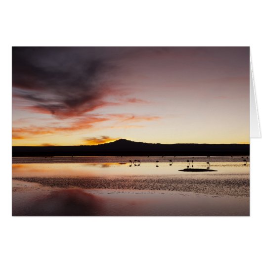Chilean Flamingo Cards (Front Horizontal)