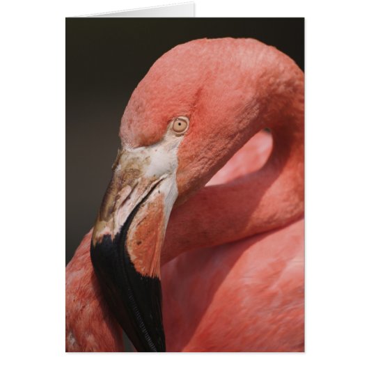 Chilean Flamingo, Phoenicopterus chilensis (Front)