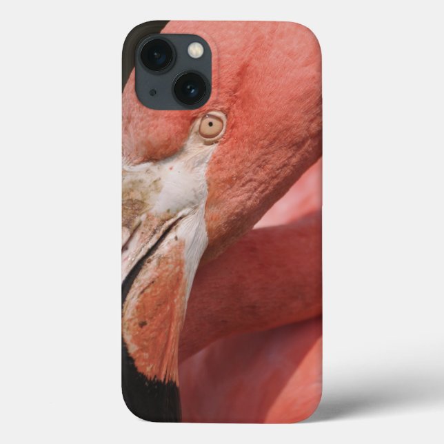 Chilean Flamingo, Phoenicopterus chilensis Case-Mate iPhone Case (Back)
