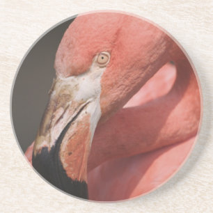 Chilean Flamingo, Phoenicopterus chilensis Drink Coaster