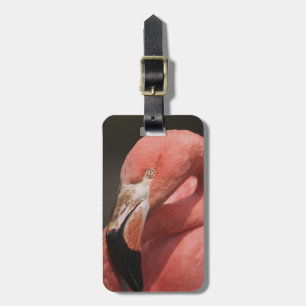 Chilean Flamingo, Phoenicopterus chilensis Luggage Tag