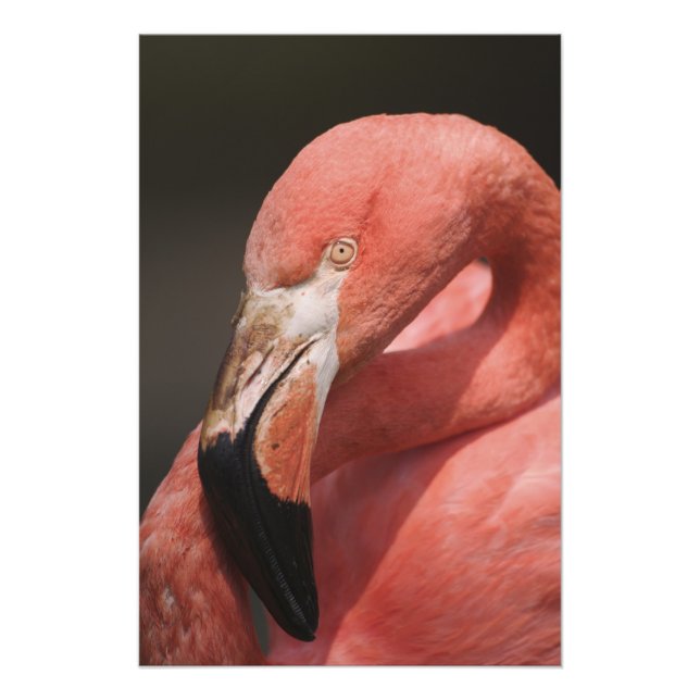 Chilean Flamingo, Phoenicopterus chilensis Photo Print (Front)
