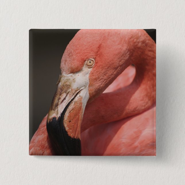 Chilean Flamingo, Phoenicopterus chilensis Pinback Button (Front)