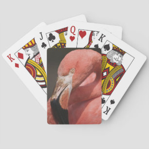 Chilean Flamingo, Phoenicopterus chilensis Poker Cards
