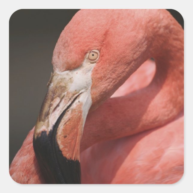 Chilean Flamingo, Phoenicopterus chilensis Square Sticker (Front)