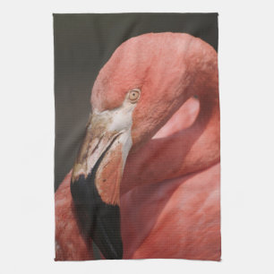 Chilean Flamingo, Phoenicopterus chilensis Towel