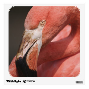 Chilean Flamingo, Phoenicopterus chilensis Wall Decal