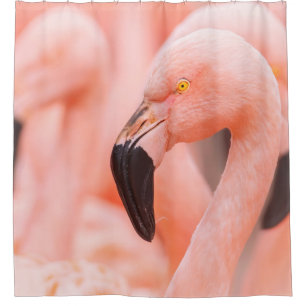 Chilean flamingo (Phoenicopterus chilensis), with  Shower Curtain