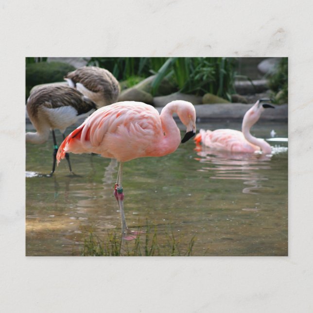 Chilean Flamingo Postcard (Front)