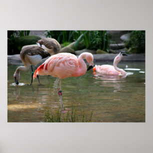 Chilean Flamingo Poster
