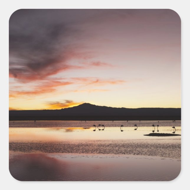 Chilean Flamingo Square Sticker (Front)