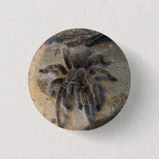 Chilean Rose Hair Tarantula Button