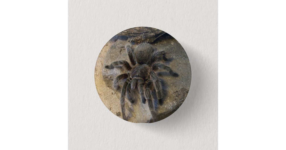 Chilean Rose Hair Tarantula Button | Zazzle