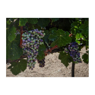 Chilean Vineyard Acrylic Print