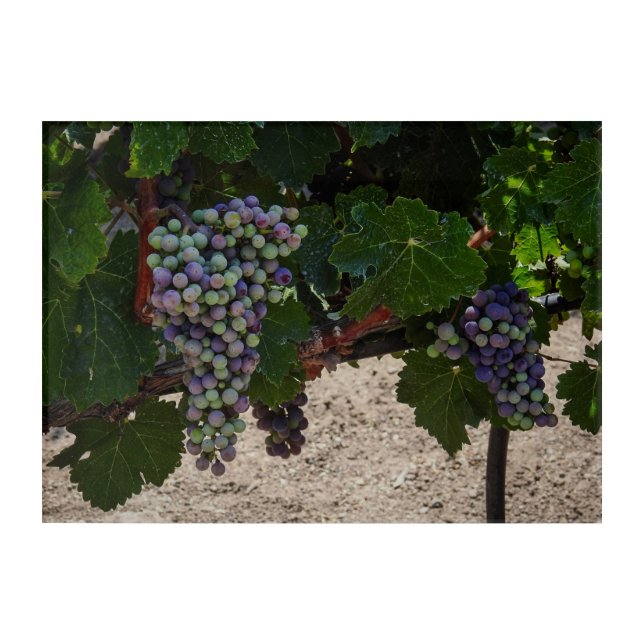Chilean Vineyard Acrylic Print (Front)