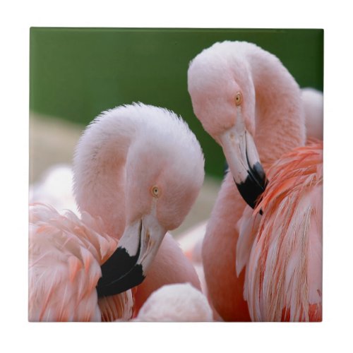 Chilensis flamingos ceramic tile