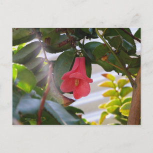 Chile's National Flower Postcard