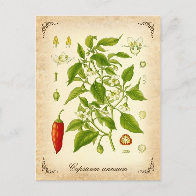 Chili Pepper - vintage illustration Postcard (Front)