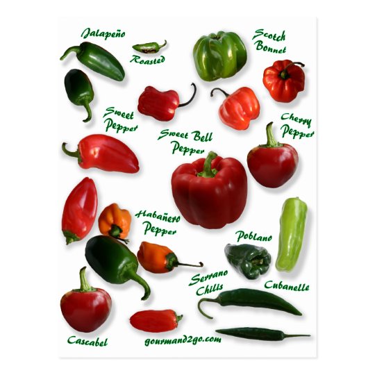 Chili Varieties Postcard | Zazzle.com