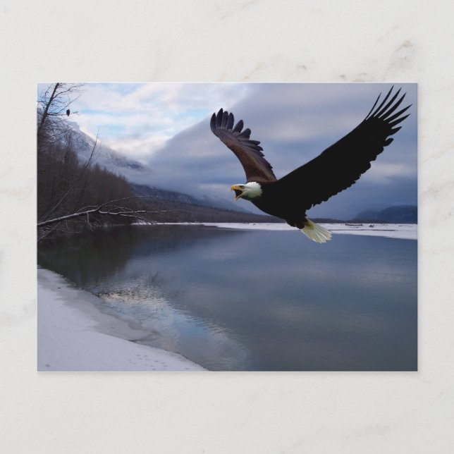 Chilkat Eagle Preserve Postcard (Front)