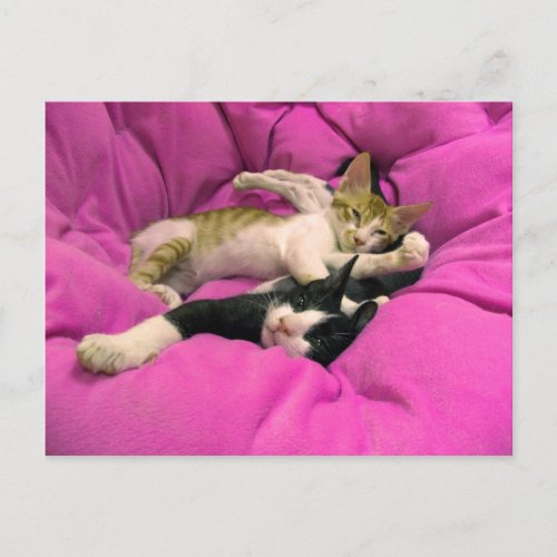 Chill Bill _ Relax Max _ Cute cats Postcard