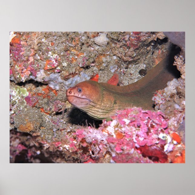 Chill Eel Poster (Front)