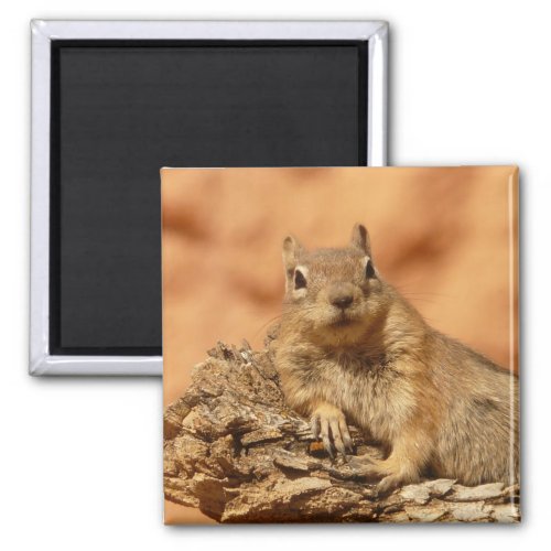 Chilled Out Ground Squirrel Magnet