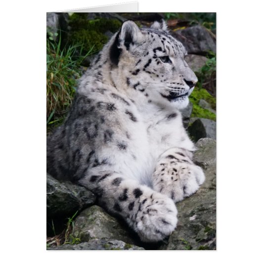 Chilled Out Snow Leopard Cards (Front)