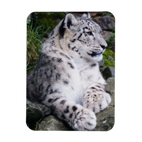 Chilled Out Snow Leopard Magnet