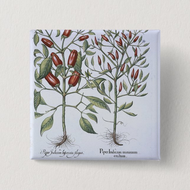 Chilli Pepper plants, from the 'Hortus Eystettensi Button (Front)