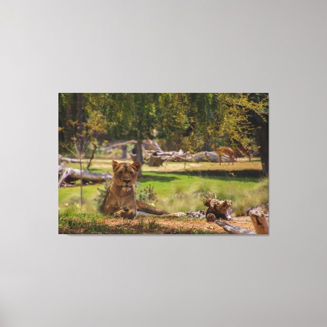 Chillin Canvas Print (Front)