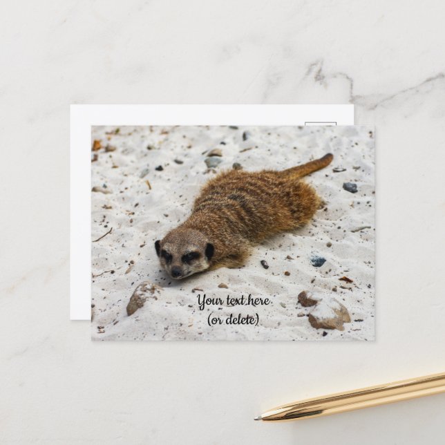 Chillin' Meerkat Postcard (Front/Back In Situ)