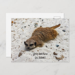 Chillin' Meerkat Postcard