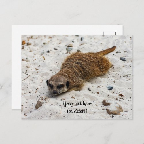 Chillin Meerkat Postcard